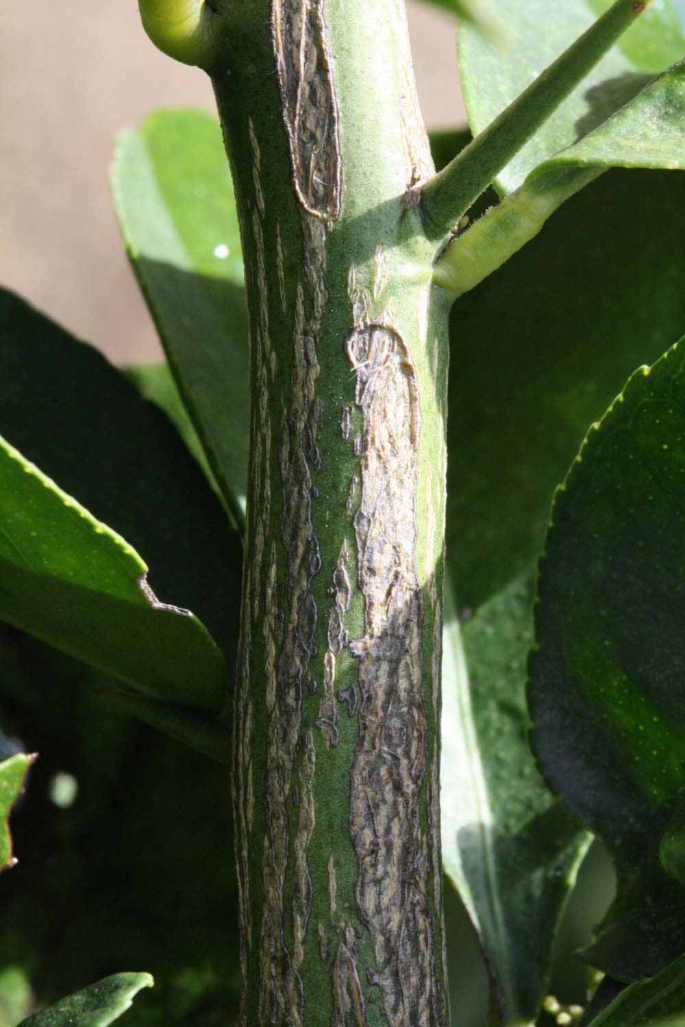                Second - third year twig (S-1, Riverside, CA)       